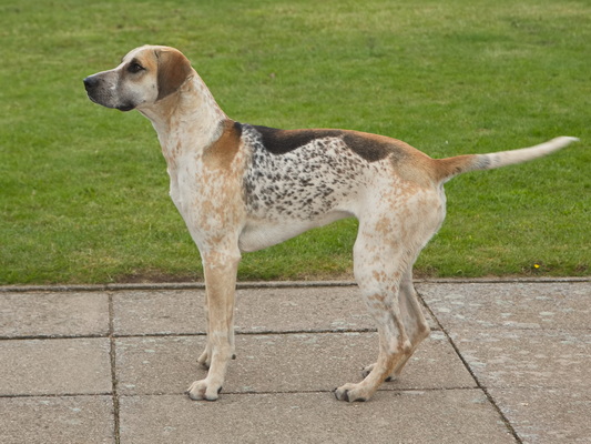 Hound