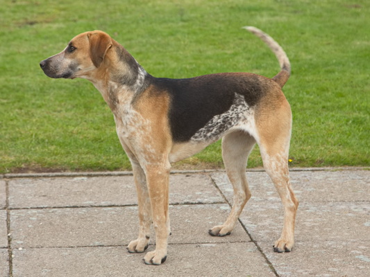 Hound