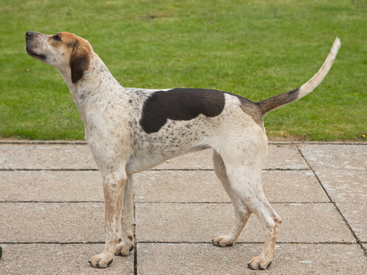 Hound