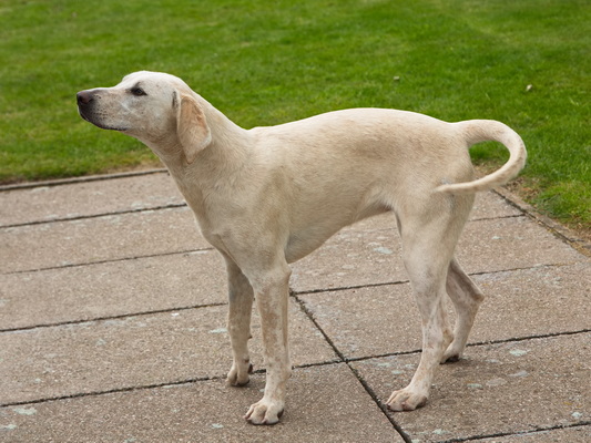 Hound