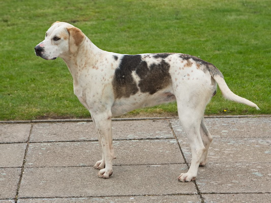 Hound