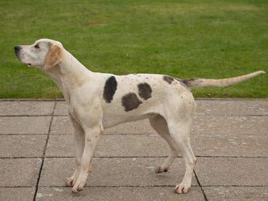 Hound
