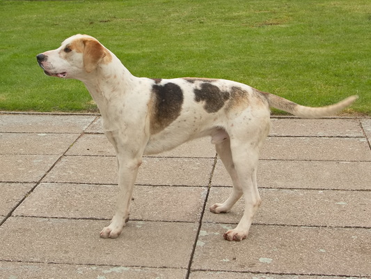 Hound