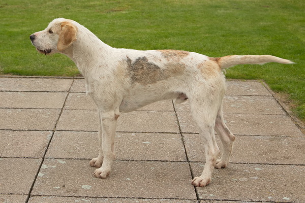 Hound