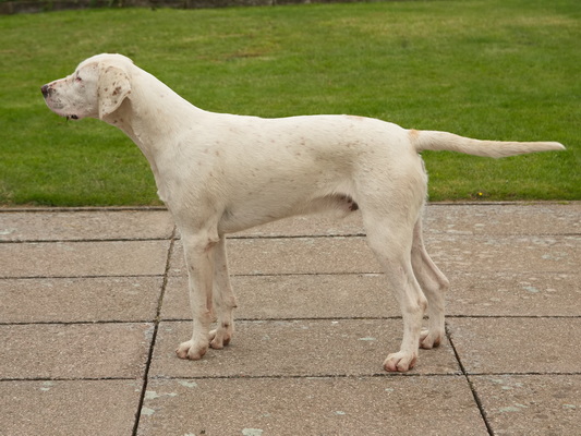 Hound