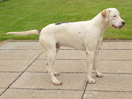 Hound