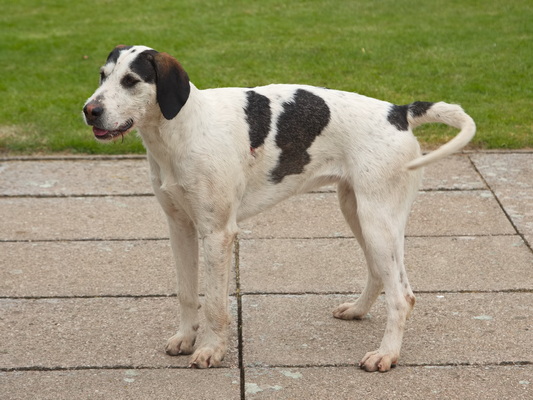 Hound