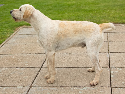 Hound