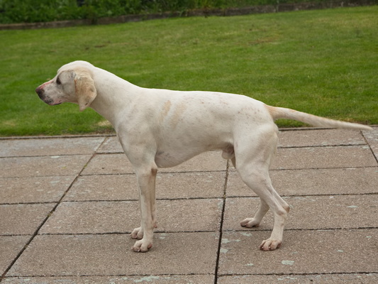 Hound