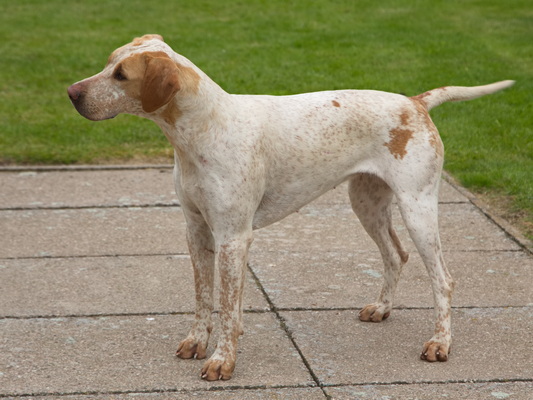 Hound