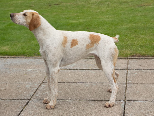Hound