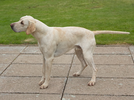 Hound