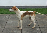 Hound