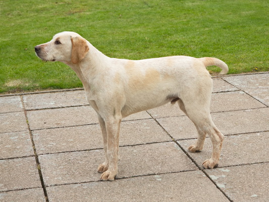 Hound