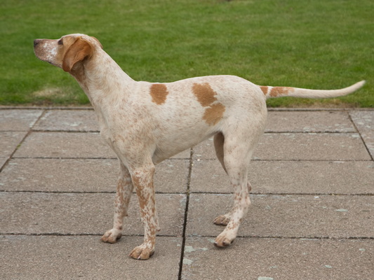 Hound