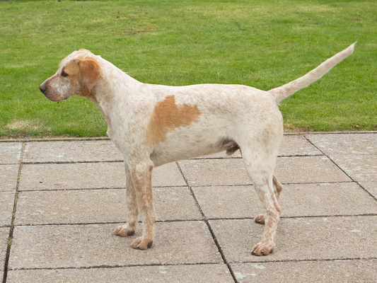 Hound