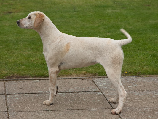 Hound
