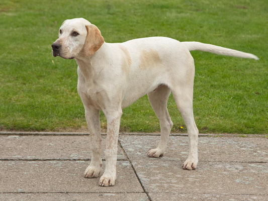 Hound